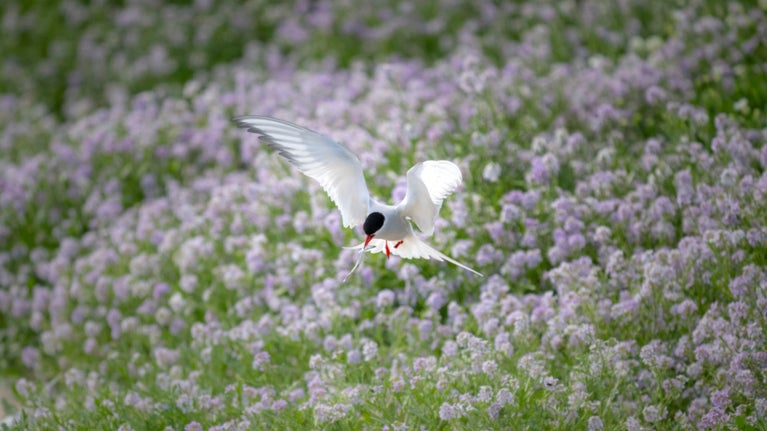 Arctic tern in flight